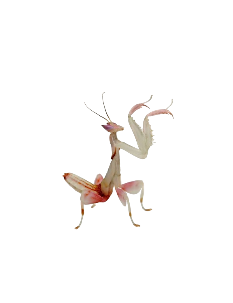 Insectes