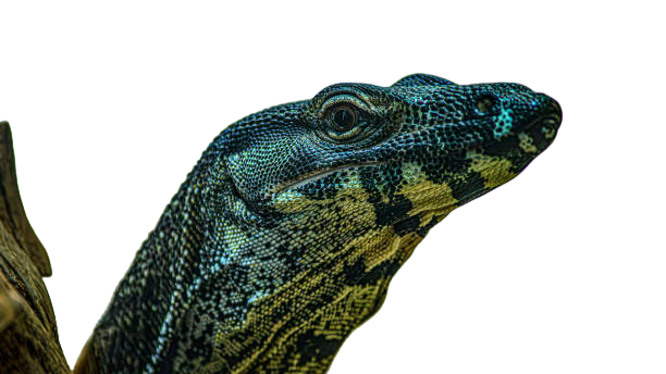 Reptiles